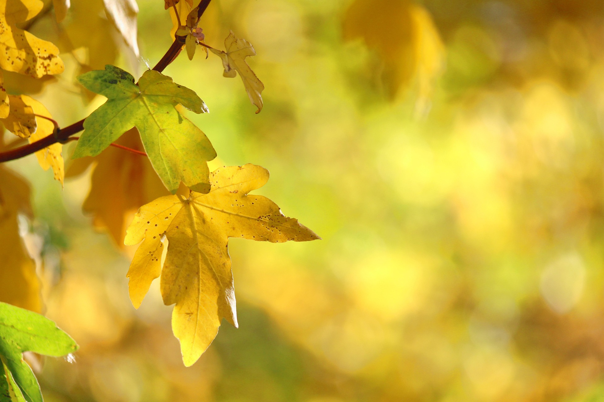 Saisonangebot Herbstzauber
